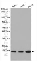 Cytochrome c Antibody in Western Blot (WB)