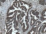 Cytochrome c Antibody in Immunohistochemistry (Paraffin) (IHC (P))