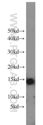 Cytochrome c Antibody in Western Blot (WB)