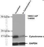 Cytochrome c Antibody in Western Blot (WB)