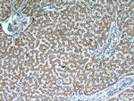 Cytochrome c Antibody in Immunohistochemistry (Paraffin) (IHC (P))