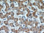 Cytochrome c Antibody in Immunohistochemistry (Paraffin) (IHC (P))