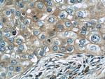 Cytochrome c Antibody in Immunohistochemistry (Paraffin) (IHC (P))