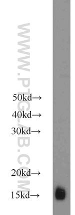 Cytochrome c Antibody in Western Blot (WB)