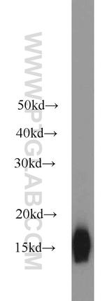 Cytochrome c Antibody in Western Blot (WB)