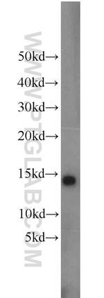 Cytochrome c Antibody in Western Blot (WB)