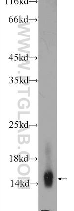 Cytochrome c Antibody in Western Blot (WB)