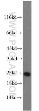ATP5O Antibody in Western Blot (WB)