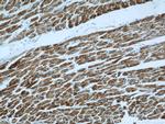 ATP5O Antibody in Immunohistochemistry (Paraffin) (IHC (P))