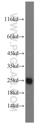 ATP5O Antibody in Western Blot (WB)