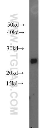 ATP5O Antibody in Western Blot (WB)