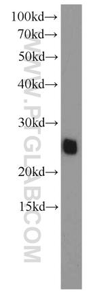 ATP5O Antibody in Western Blot (WB)