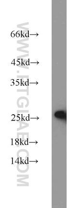 ATP5O Antibody in Western Blot (WB)