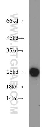 ATP5O Antibody in Western Blot (WB)