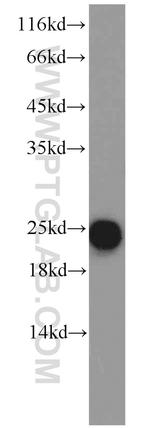 ATP5O Antibody in Western Blot (WB)