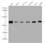 ATP5O Antibody in Western Blot (WB)