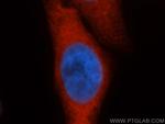 HSP70 Antibody in Immunocytochemistry (ICC/IF)