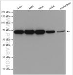 HSP70 Antibody in Western Blot (WB)