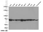 HSP70 Antibody in Western Blot (WB)