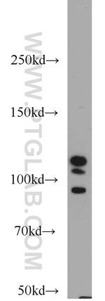 DGCR8 C-terminal Antibody in Western Blot (WB)