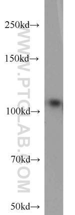 DGCR8 C-terminal Antibody in Western Blot (WB)