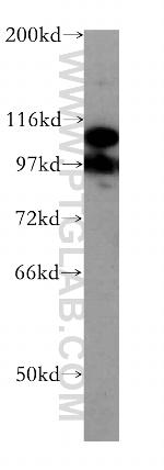 DGCR8 C-terminal Antibody in Western Blot (WB)