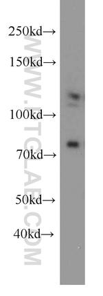 DGCR8 C-terminal Antibody in Western Blot (WB)