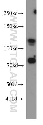 DGCR8 C-terminal Antibody in Western Blot (WB)