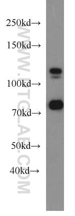 DGCR8 C-terminal Antibody in Western Blot (WB)