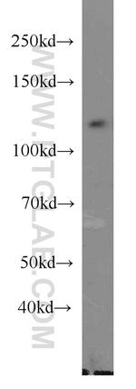 DGCR8 C-terminal Antibody in Western Blot (WB)