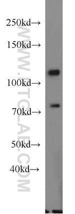 DGCR8 C-terminal Antibody in Western Blot (WB)