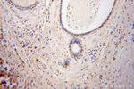 DGCR8 C-terminal Antibody in Immunohistochemistry (Paraffin) (IHC (P))