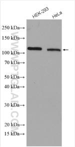 DGCR8 C-terminal Antibody in Western Blot (WB)