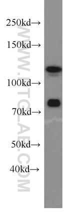 DGCR8 C-terminal Antibody in Western Blot (WB)