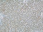 RAB32 Antibody in Immunohistochemistry (Paraffin) (IHC (P))