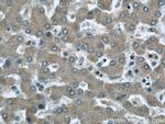 RAB32 Antibody in Immunohistochemistry (Paraffin) (IHC (P))