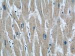 RAB32 Antibody in Immunohistochemistry (Paraffin) (IHC (P))