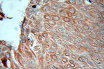 RAB32 Antibody in Immunohistochemistry (Paraffin) (IHC (P))