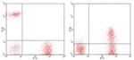 CD3 Antibody in Flow Cytometry (Flow)