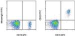 CD22 Antibody in Flow Cytometry (Flow)