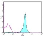 CD45.2 Antibody in Flow Cytometry (Flow)