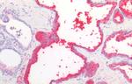 PSA Antibody in Immunohistochemistry (Paraffin) (IHC (P))