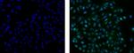 Mouse IgG2a Secondary Antibody in Immunocytochemistry (ICC/IF)