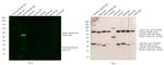 Syrian Hamster IgG (H+L) Secondary Antibody in Western Blot (WB)