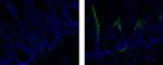 Rat IgG1 Secondary Antibody in Immunohistochemistry (Frozen) (IHC (F))