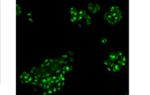 Ki-67 Antibody in Immunocytochemistry (ICC/IF)