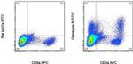 Granzyme B Antibody in Flow Cytometry (Flow)