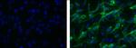 Vimentin Antibody in Immunocytochemistry (ICC/IF)