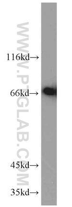 MIPEP Antibody in Western Blot (WB)