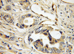 LDB3 Antibody in Immunohistochemistry (Paraffin) (IHC (P))